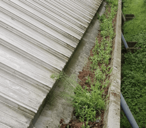 Happy customers in Hertford who trust The Roof Moss Cleaners for gutter cleaning services